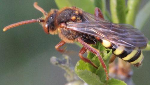 Réf. 251 657 : Nomada lathburiana
